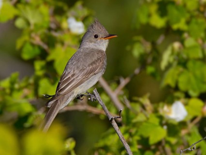 Greater Pewee (Contopus pertinax), Arizona, USA