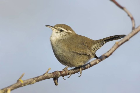 Bewick's Wren (Thryomanes bewickii), British Columbia, Canada