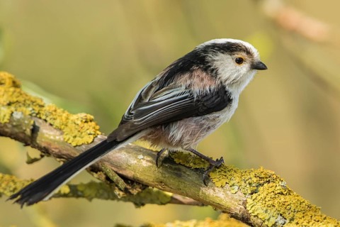 Long-tailed Tit (Aegithalos caudatus) perched on a lichen branch, Baden-Wuerttemberg, Germany