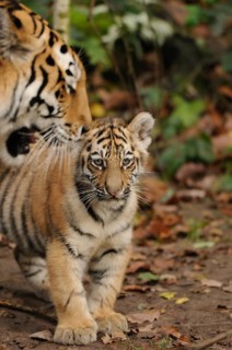 Tiger cub playfully interacting with adult tiger in the forest, Siberian tiger (Panthera tigris