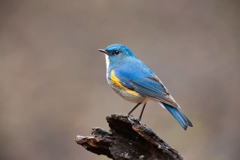 Himalayan Bluetail (Tarsiger rufilatus) male, Yunnan, China