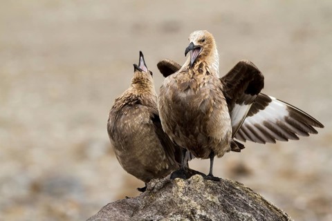 South Polar Skua (Stercorarius maccormicki) light morph, Gondwana (German Base), Antarctica