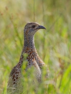 Grey-winged Francolin (Scleroptila afra), Western Cape, South Africa