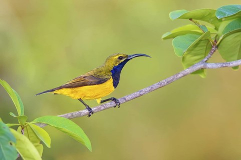 Olive-backed Sunbird (Cinnyris jugularis) male, Queensland, Australia