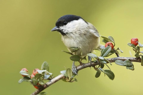 Marsh Tit (Poecile palustris), Germany