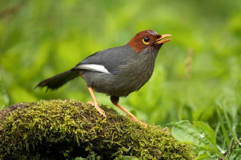 Chestnut-hooded Laughingthrush (Garrulax treacheri) singing, perched on mossy ground, Sabah,