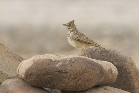 Thekla Lark (Galerida theklae), Morocco