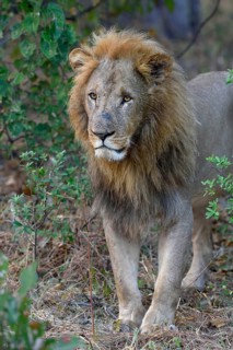 Lion (Panthera leo), male standing in bushes, Khwai region, North-West District, Okavango Delta,