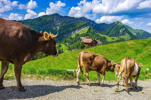 Cows with properly attached ear tags walk down a dirt road on an alpine pasture in the Swiss Alps
