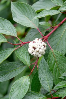 Tartarian dogwood (Cornus alba 'Sibirica'), Saxon State Office for the Environment, Germany