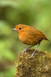 Rufous Antpitta (Grallaria rufula), Tapichalaca Reserve, Ecuador