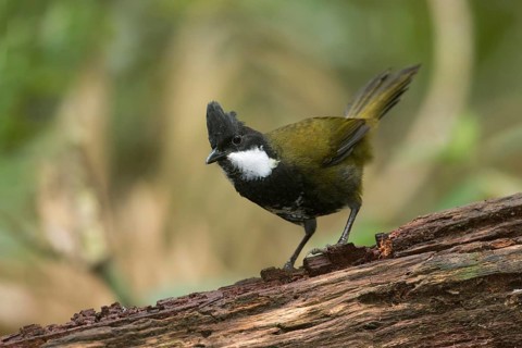 Eastern Whipbird (Psophodes olivaceus) perched on a trunk, Queensland, Australia
