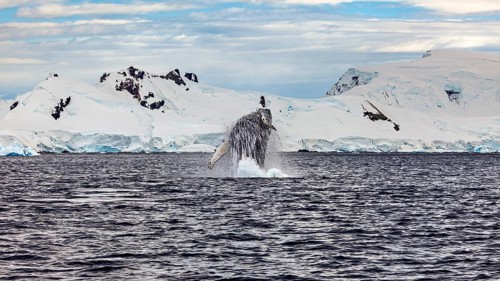 Whale jumping powerfully out of the sea in front of an icy landscape, humpback whale (Megaptera