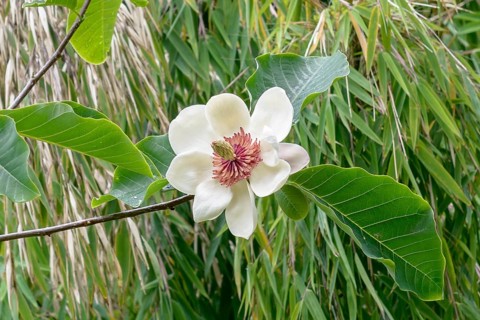 Summer magnolia (Magnolia × wiesneri), Coleton Fishacre, Great Britain