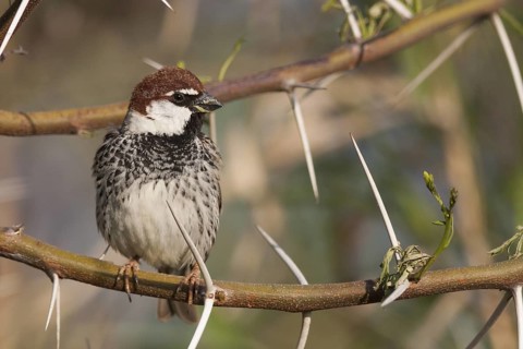 Spanish Sparrow - Weidensperling - Passer hispaniolensis ssp. transcaspicus, male, Turkey