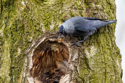 Western Jackdaw (Coloeus monedula) at nesting hole, Spain