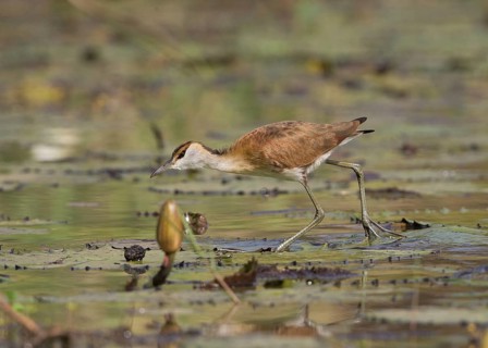 African Jacana (Actophilornis africanus) foraging, Gambia