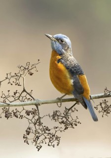 Blue-capped Rock Thrush (Monticola cinclorhyncha) male perched on a branch, Darjeeling, India