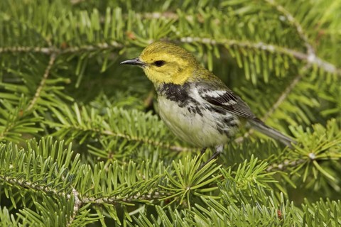 Black-throated Green Warbler (Setophaga virens) male, Ontario, Canada