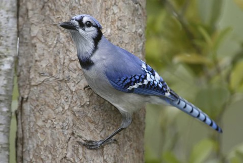 Blue Jay (Cyanocitta cristata), Florida, USA