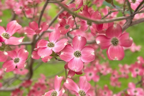 American flowering dogwood (Cornus florida 'Sweetwater'), Cambridge Botanical Garden, Germany