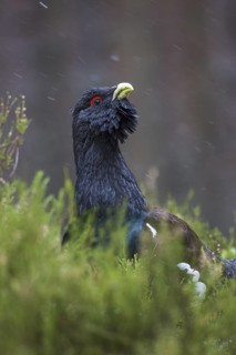 Western Capercaillie (Tetrao urogallus) male, Scotland, United Kingdom