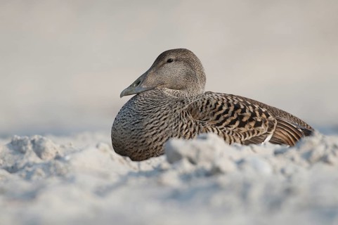 Common Eider (Somateria mollissima) female, Schleswig-Holstein, Germany
