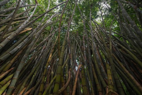 A mesmerizing view of a dense bamboo grove, towering upwards, shot from below in Sri Lanka. Green