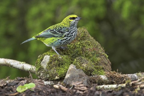 Speckled Tanager (Tangara guttata), Costa Rica