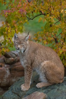 One Eurasian lynx, (Lynx lynx), sitting on a wet rock with a autumnal colored bush in the