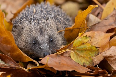 European hedgehog (Erinaceus europaeus) adult animal amongst fallen autumn leaves, England, United