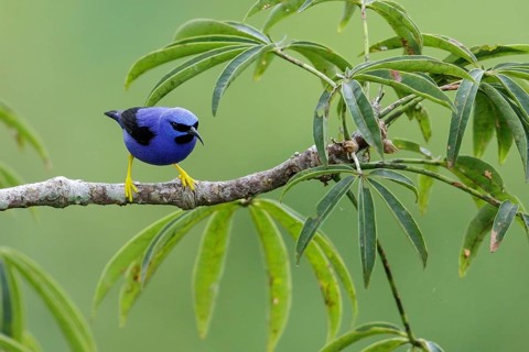 Purple Honeycreeper (Cyanerpes caeruleus) perched on a branch in Ecuador