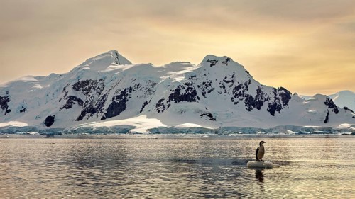 A penguin stands on a small iceberg in front of snow-covered mountains and a peaceful sunset sky,