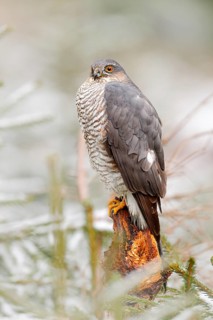 Eurasian sparrowhawk, Accipiter nisus, sitting on the snow in the forest with caught little