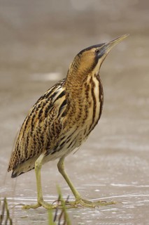 Eurasian Bittern (Botaurus stellaris), Utrecht, Netherlands