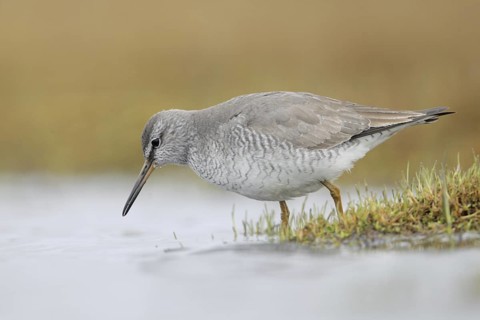 Grey-tailed Tattler (Tringa brevipes), Alaska, USA