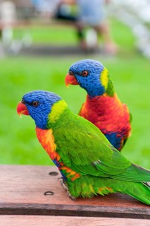 Rainbow Lorikeet (Trichoglossus moluccanus), Rainbow Lorikeet parrot, bird, tropical, fauna,