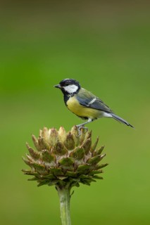 Great tit (Parus major) adult bird on a garden Artichoke thistle flower head in the summer,