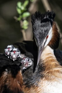 Great Crested Grebe (Podiceps Scalloped ribbonfish) with juveniles, Emsland, Lower Saxony, Germany