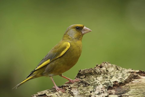 European Greenfinch (Chloris chloris), Lower Saxony, Germany