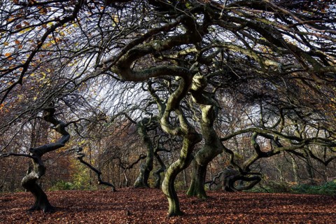 Süntelbuchen (Fagus sylvatica), cripple beeches, Hexenwald, Semper Forest Park, near Lietzow,