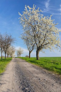 Cherry tree avenue (Prunus) in bloom, Klipphausen, Saxony, Germany