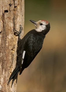 White-headed Woodpecker (Picoides albolarvatus), Lake County Oregon