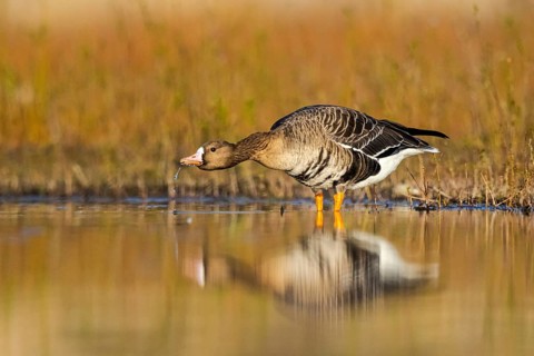 Greater White-fronted Goose (Anser albifrons) drinking, North Rhine-Westphalia, Germany