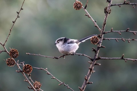 Long-tailed Tit (Aegithalos caudatus), Emsland, Lower Saxony, Germany