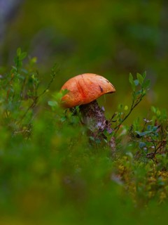 Photograph of a orange birch bolete (Leccinum versipelle), aspen red cap, red cap, red bolete,