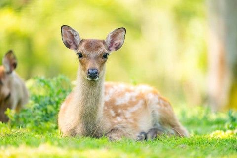 Sika deer (Cervus nippon) youngster on a meadow, Bavaria, Germany