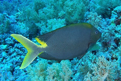 Spotted rabbitfish (Siganus stellatus laqueus)