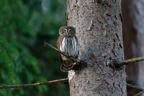 Eurasian Pygmy Owl (Glaucidium passerinum), Saxony, Germany