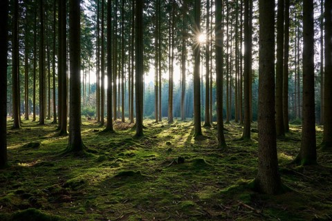 Bright forest with sunlight shining through the trees on the mossy ground, a quiet scene, Mudau,